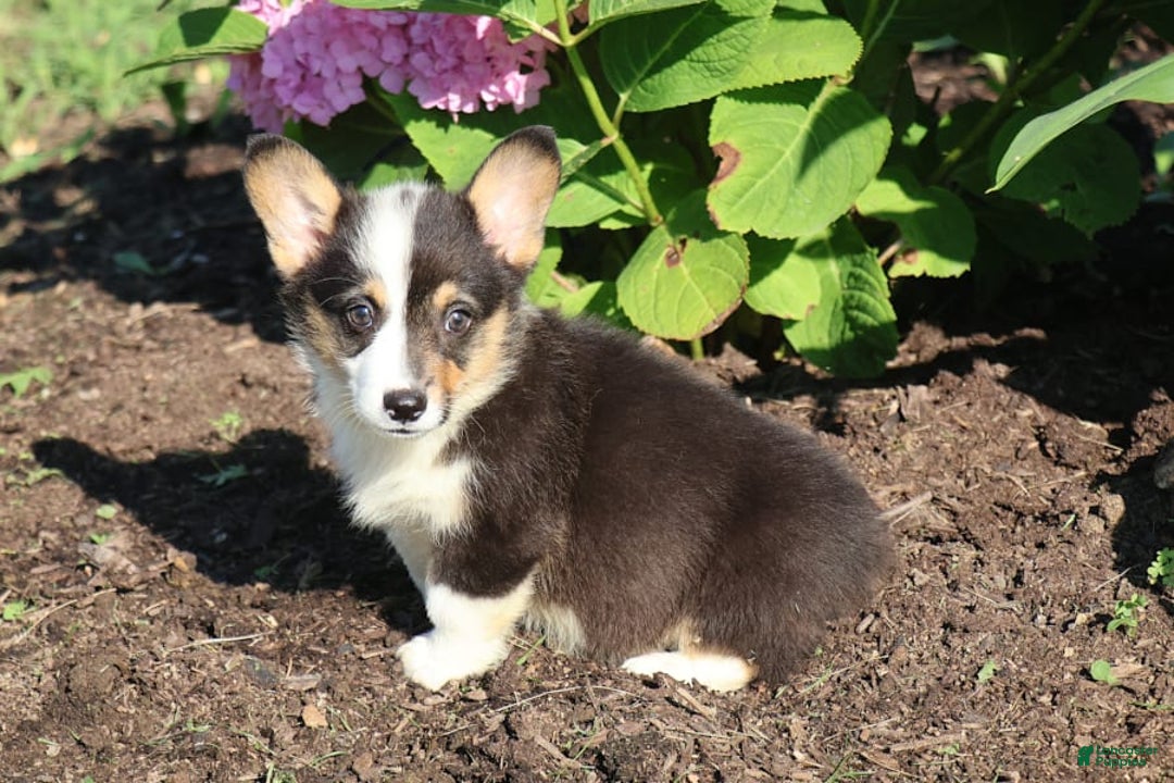 Welsh Corgi Pembroke dogs for sale: Conway - Image 3
