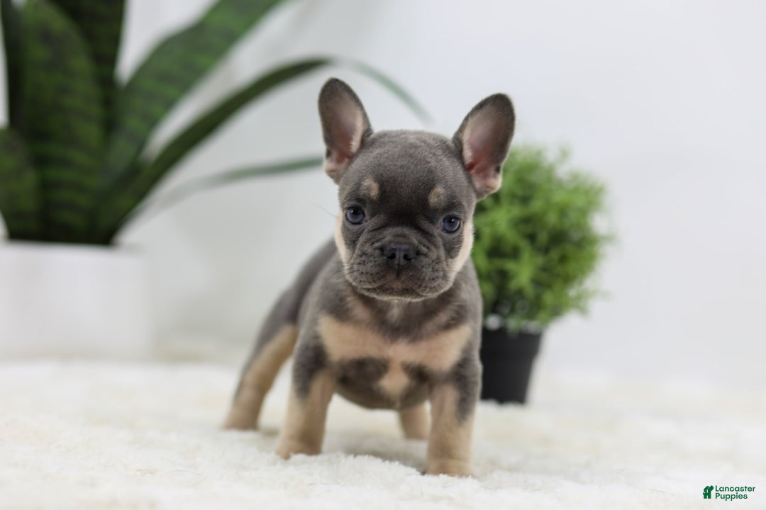 French Bulldog dogs for sale: French Bulldog 5 puppies - Image 34