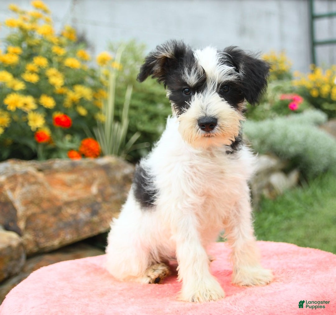 Miniature Schnauzer dogs for sale: Valley - Image 5