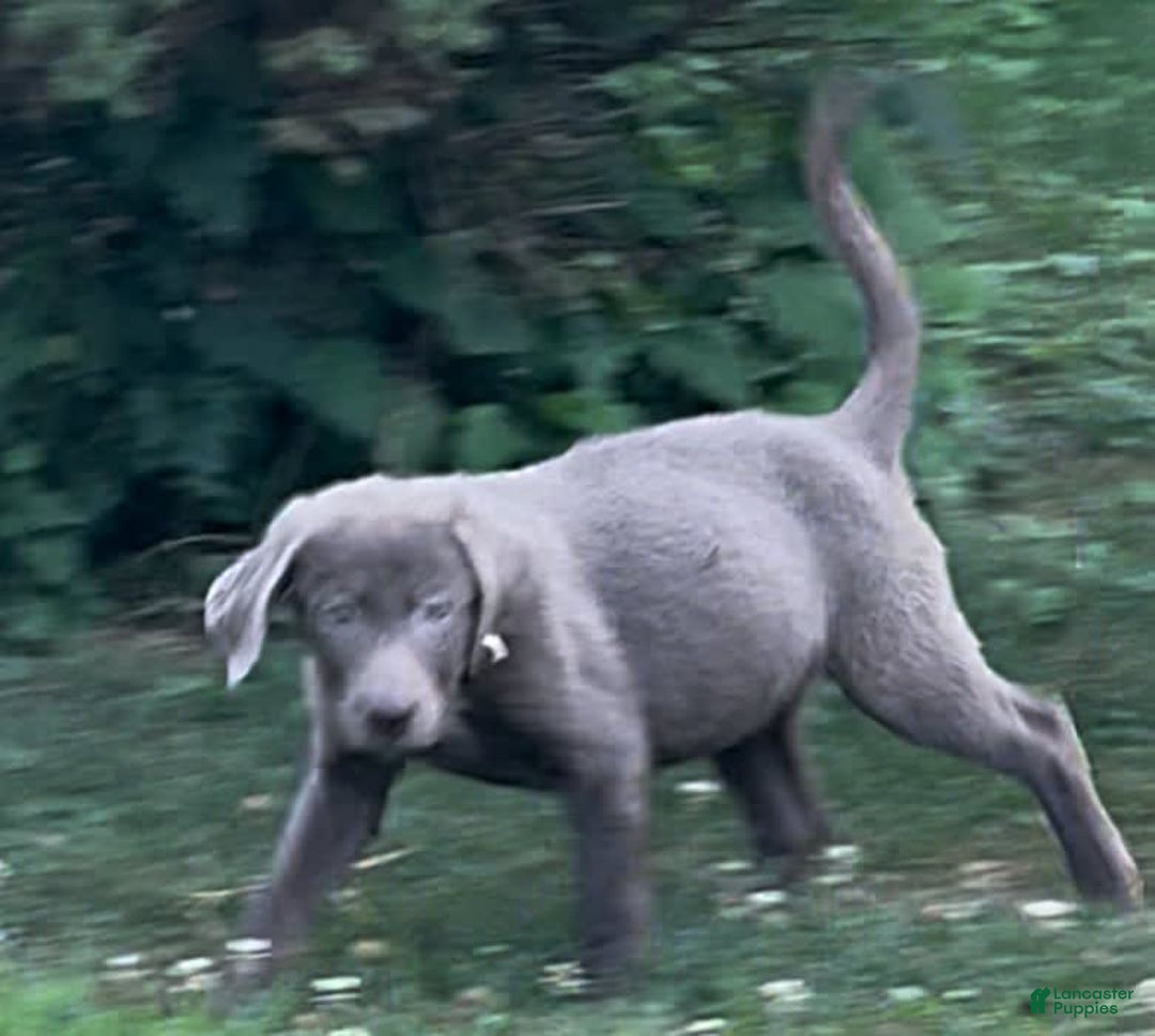 Labrador Retriever dogs for sale: Suger - Image 10