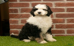 Mini Bernedoodle dogs for sale: Brooklyn - Image 2