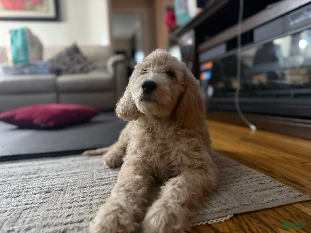 Goldendoodle dogs for sale: Chase - Image 1