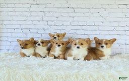 Welsh Corgi Pembroke dogs for sale: Griffin - Image 17