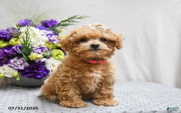 Bichpoo dogs for sale: Cheyenne - Image 8