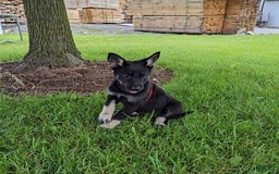 German Shepherd dogs for sale: German Shepherd 8 puppies - Image 14