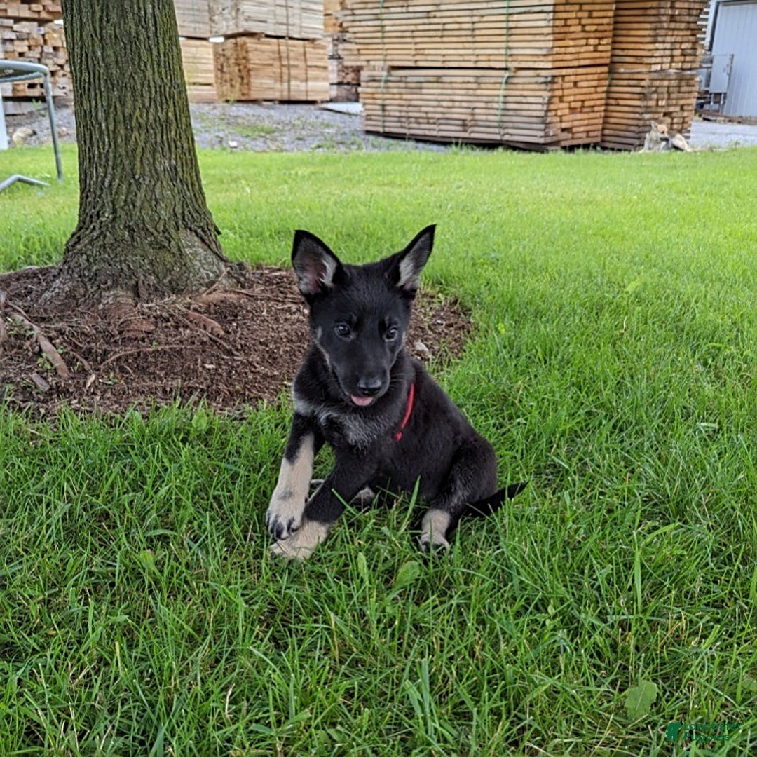 German Shepherd dogs for sale: German Shepherd 8 puppies - Image 14
