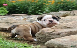 English Bulldog dogs for sale: Wendy - Image 8