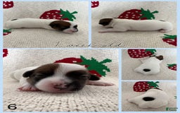 Jack Russell Terrier dogs for sale: Badger - Image 2