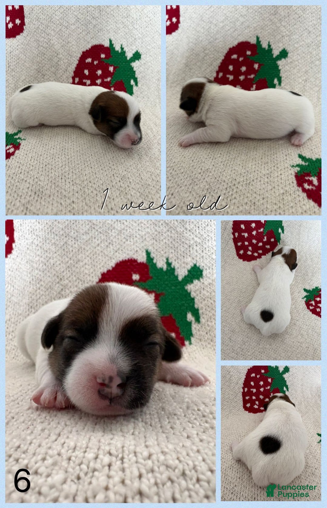 Jack Russell Terrier dogs for sale: Badger - Image 2