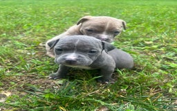 American Bully dogs for sale: Cleo - Image 1