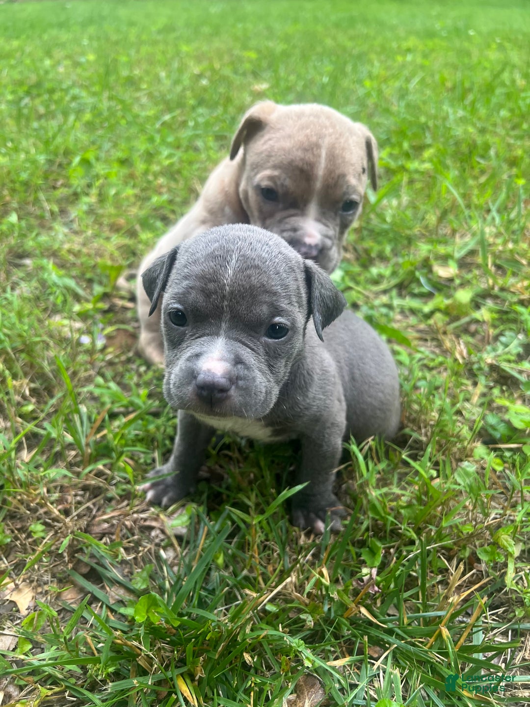 American Bully dogs for sale: Cleo - Image 1