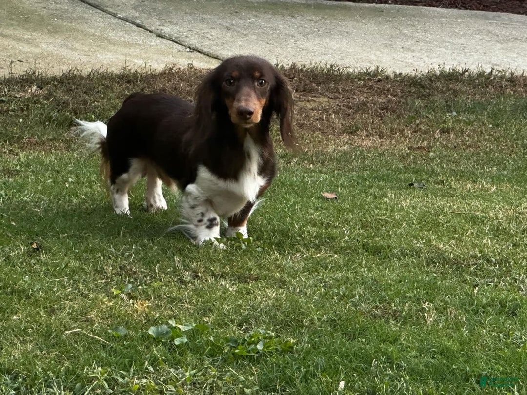 Miniature Dachshund dogs for sale: Smokey - Image 9