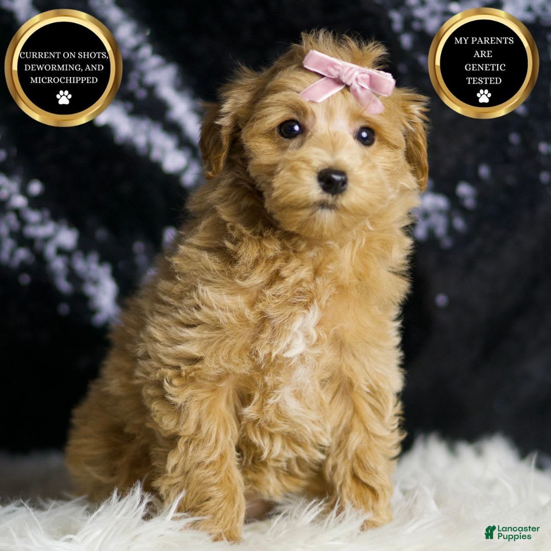 Maltipoo dogs for sale: Felicia - Image 7