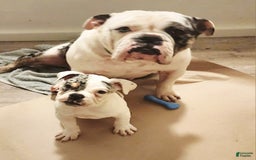 Olde English Bulldogge dogs for sale: Sweetie - Image 3