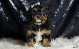 Mini Goldendoodle dogs for sale: Beau - Image 2
