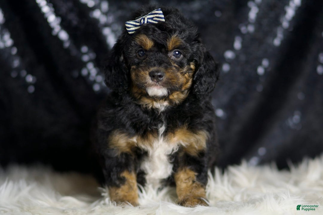 Mini Goldendoodle dogs for sale: Beau - Image 2