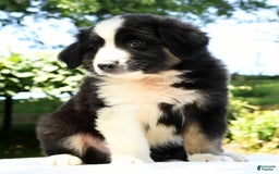 Australian Shepherd dogs for sale: Bear - Image 5