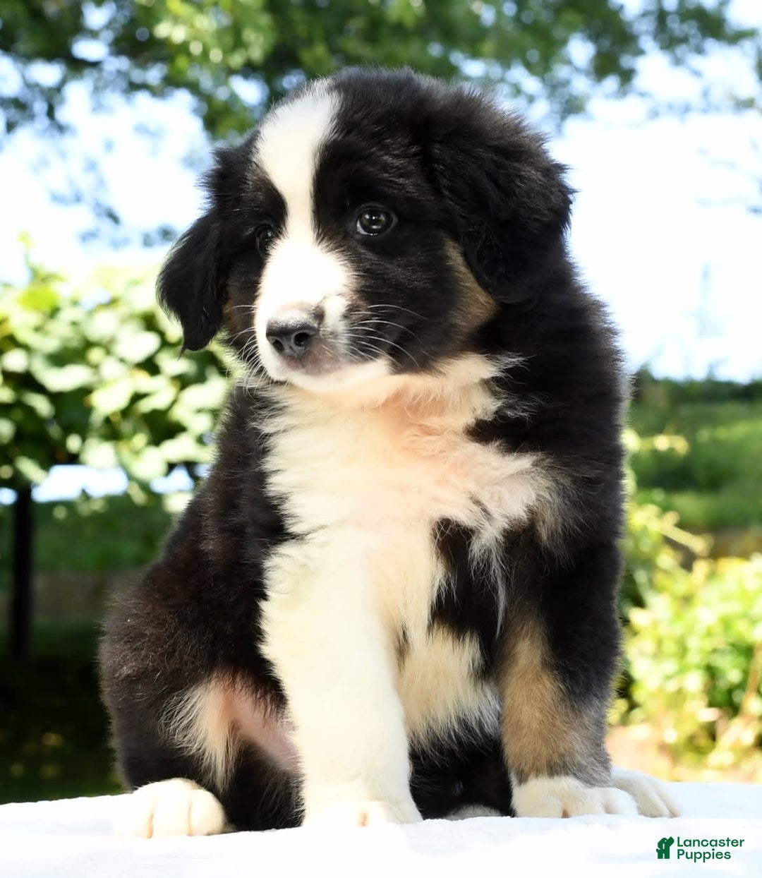 Australian Shepherd dogs for sale: Bear - Image 5