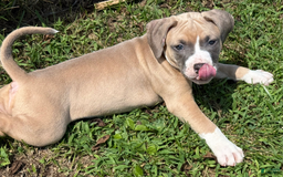 American Pit Bull Terrier dogs for sale: Peanut - Image 5