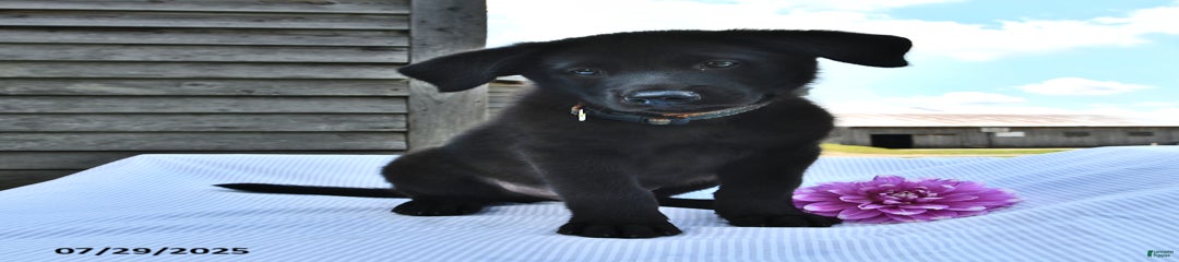 Roscoe