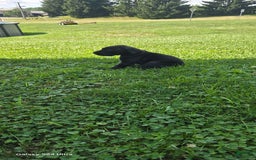 Great Dane dogs for sale: Storm - Image 20
