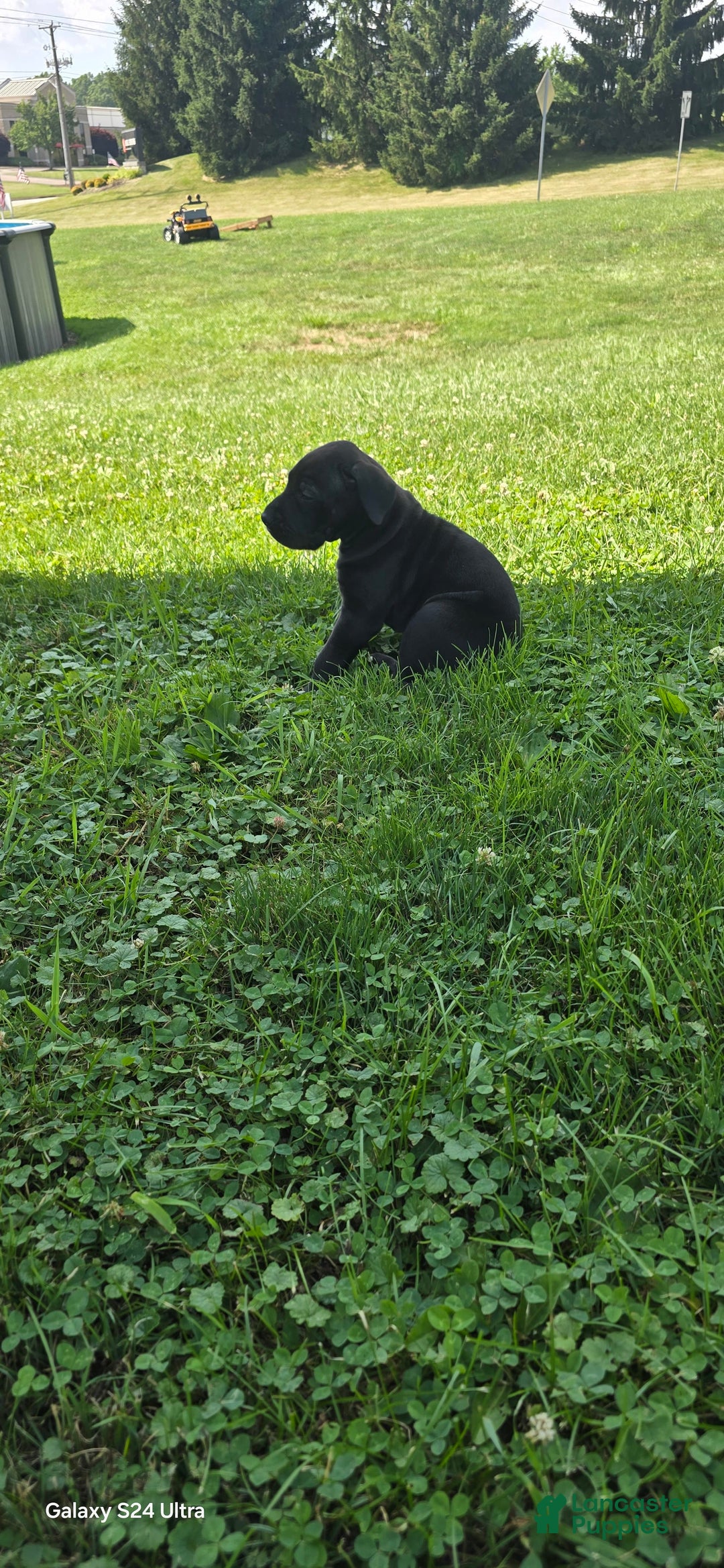 Great Dane dogs for sale: Storm - Image 20
