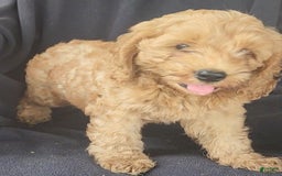 Cockapoo dogs for sale: Ben - Image 7