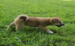 Shiba Inu dogs for sale: Rhett - Image 5