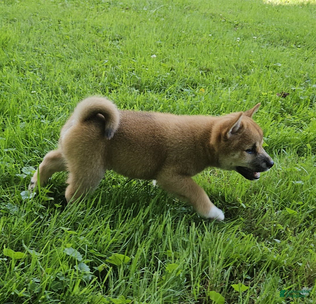 Shiba Inu dogs for sale: Rhett - Image 5