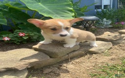 Welsh Corgi Pembroke dogs for sale: Eloise - Image 7