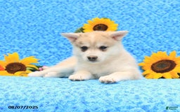 Pomsky dogs for sale: Marshmallow - Image 4