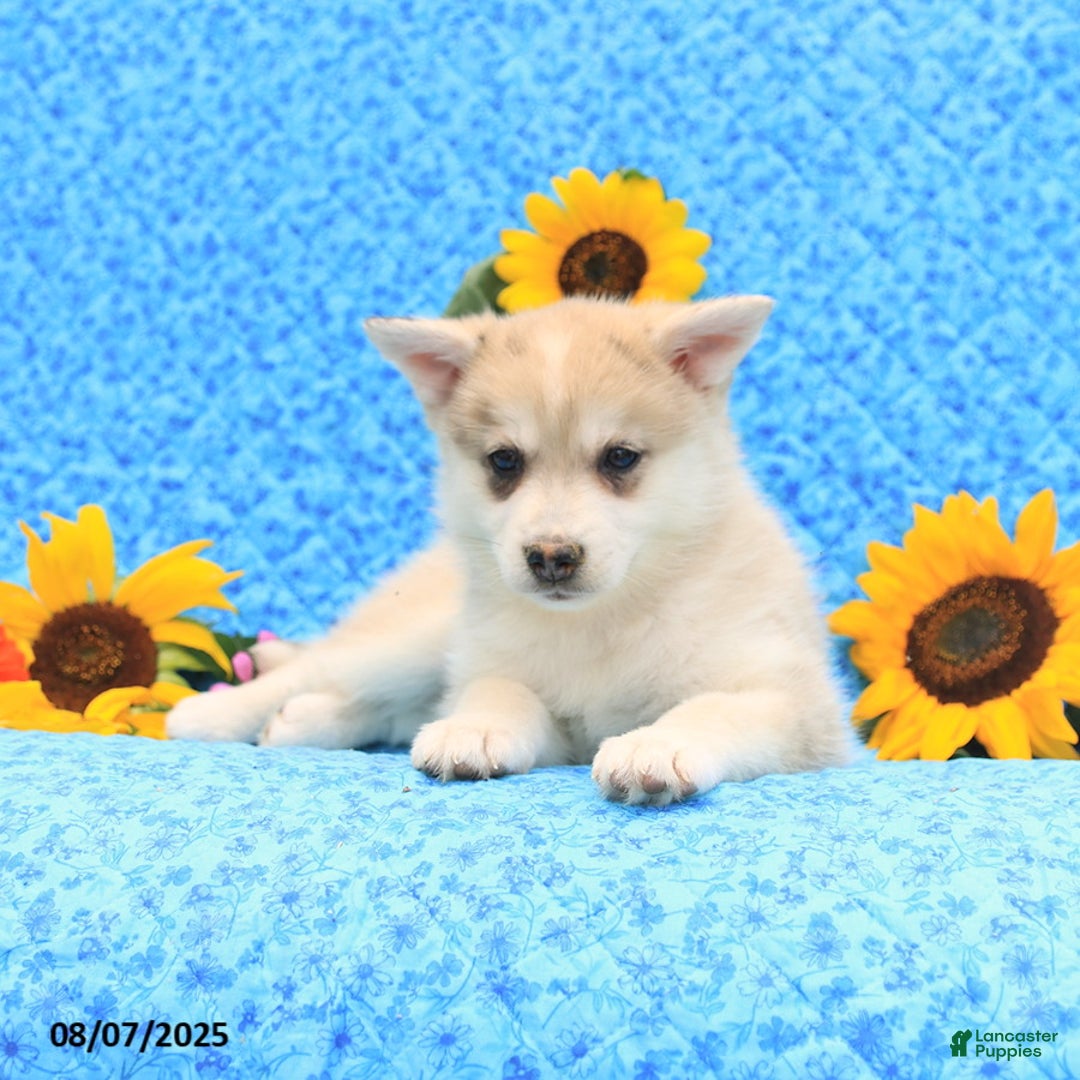 Pomsky dogs for sale: Marshmallow - Image 4