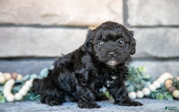 Havapoo dogs for sale: Cassie - Image 1