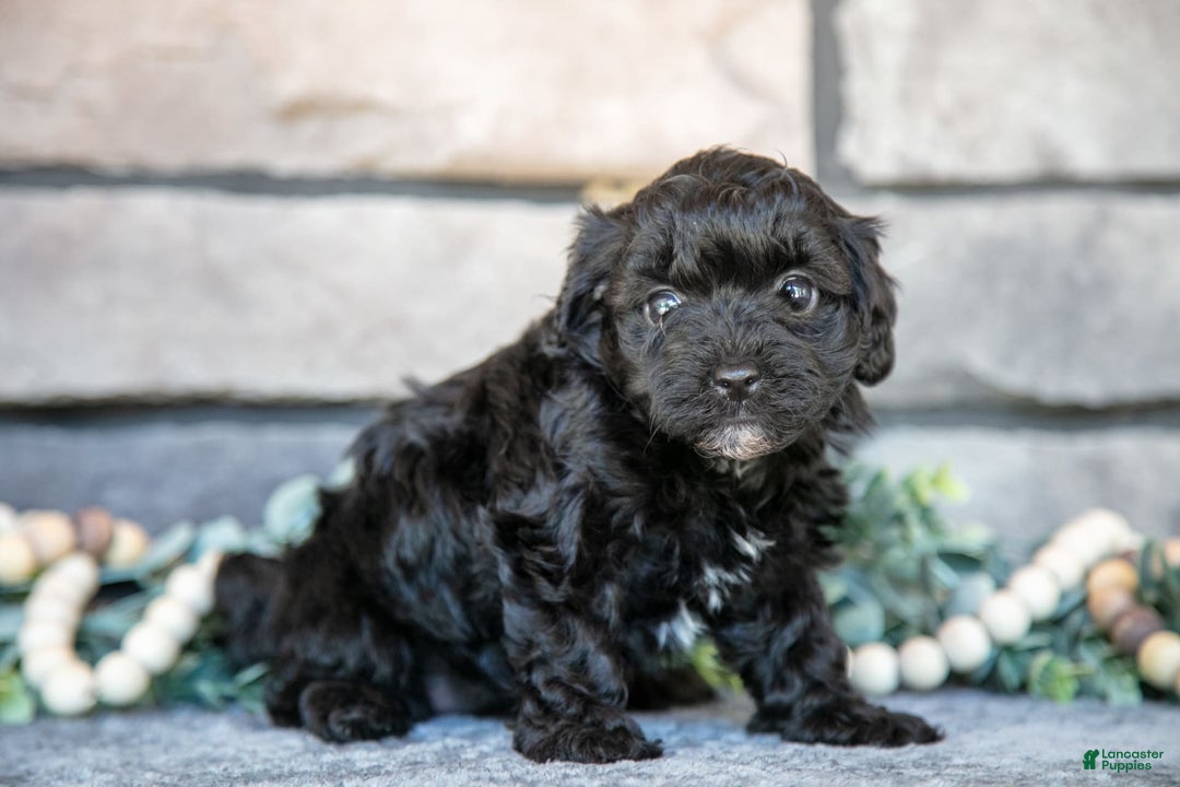 Havapoo dogs for sale: Cassie - Image 1