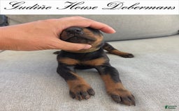 Doberman Pinscher dogs for sale: Yellow Collar Female - Image 12