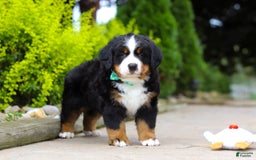 Bernese Mountain Dog dogs for sale: Anson - Image 1
