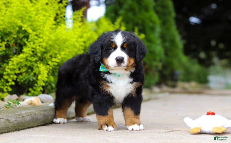 Bernese Mountain Dog dogs for sale - Ad 1