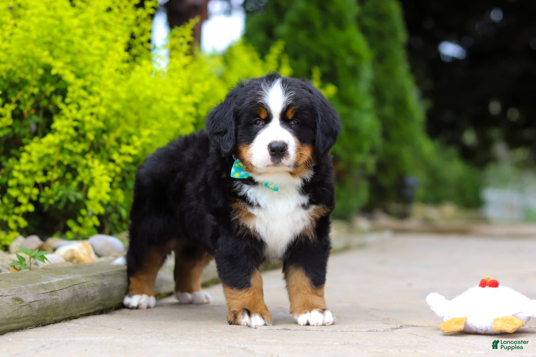 Bernese Mountain Dog dogs for sale: Anson - Image 1