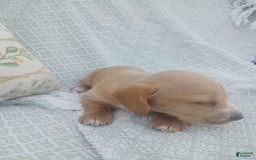 Miniature Dachshund dogs for sale: Elmer - Image 19