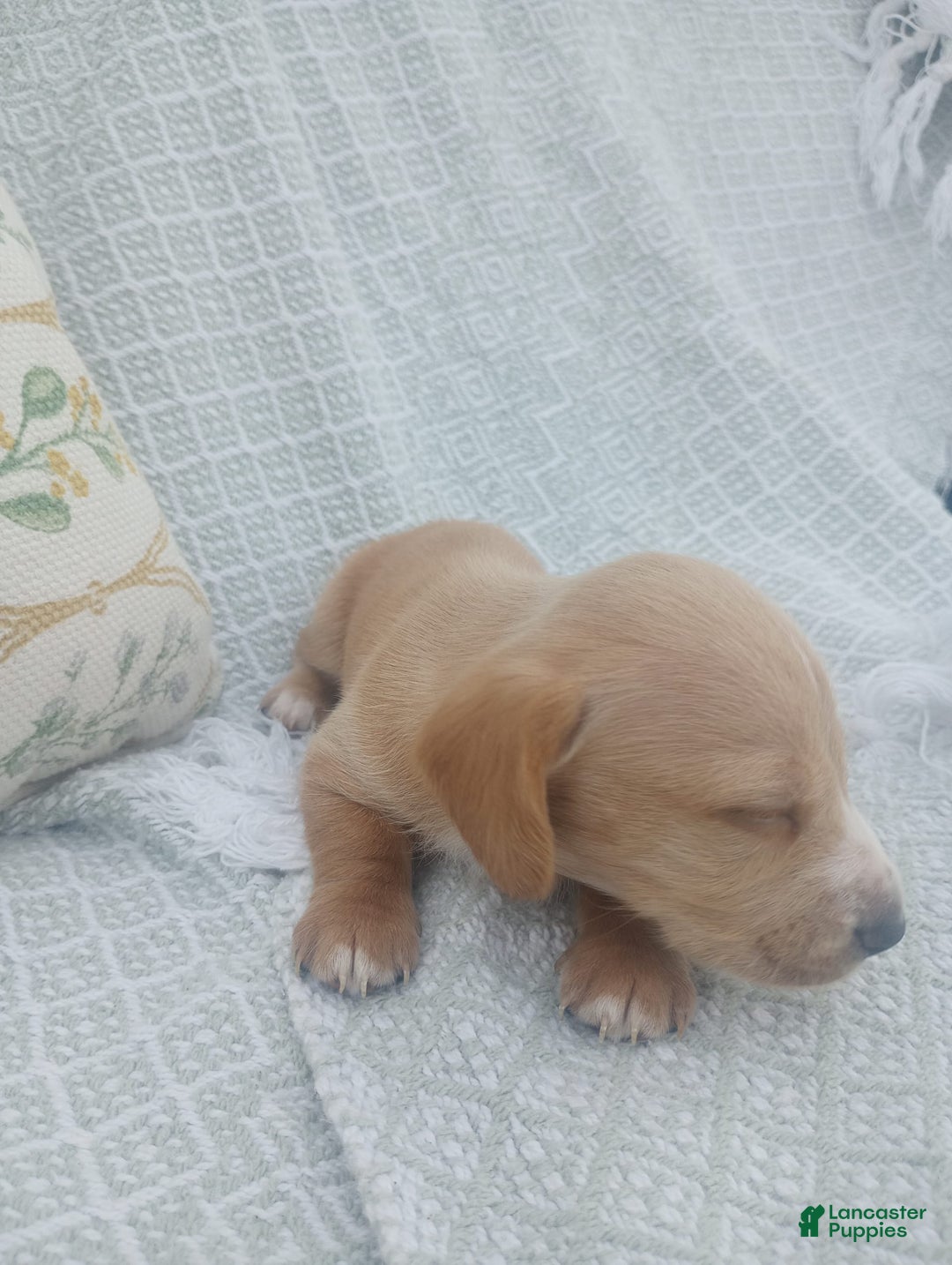 Miniature Dachshund dogs for sale: Elmer - Image 19