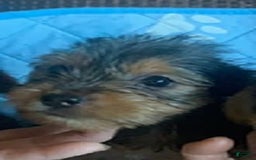 Yorkshire Terrier dogs for sale: Jackson - Image 1