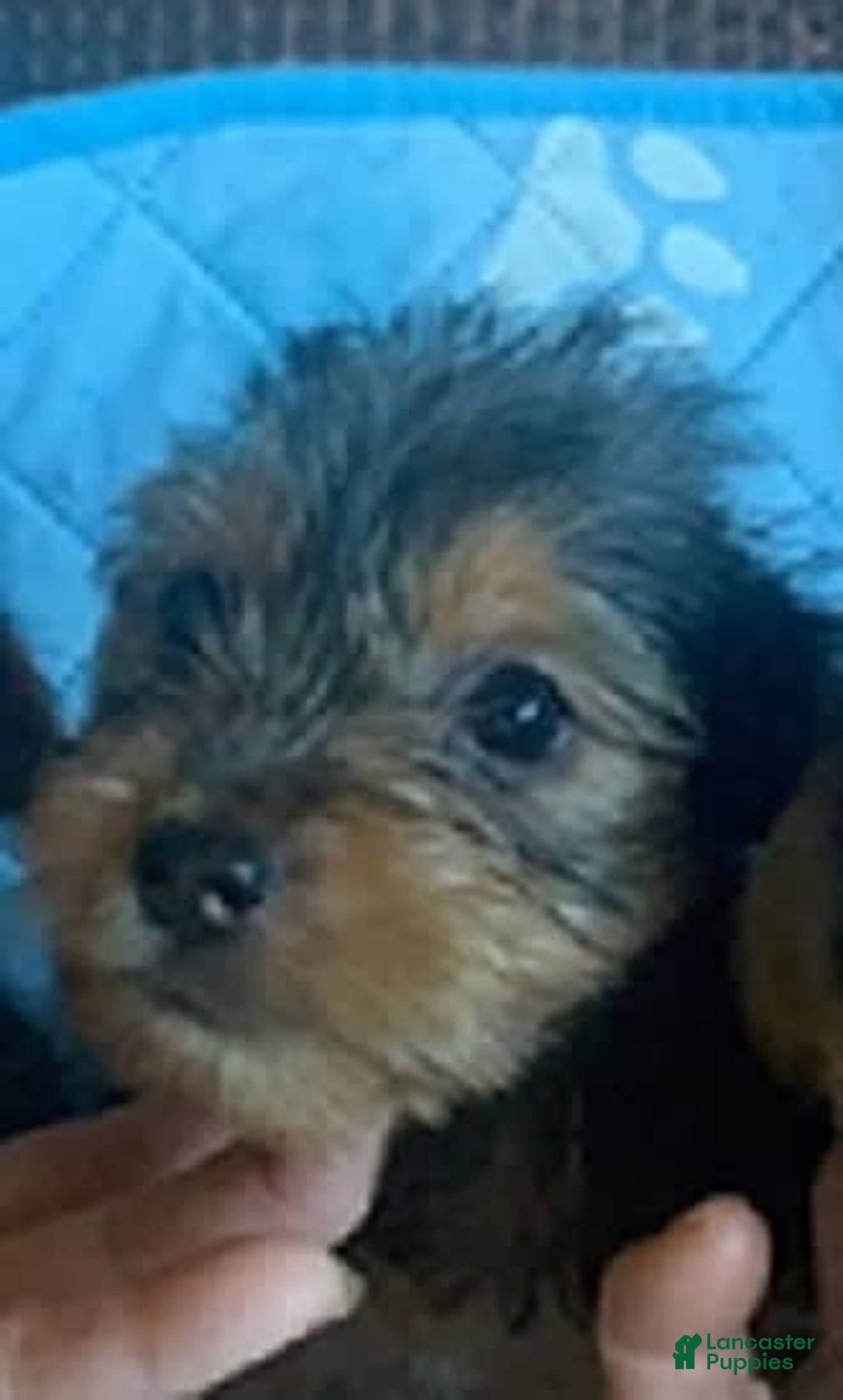 Yorkshire Terrier dogs for sale: Jackson - Image 1