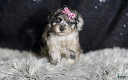 Maltipoo dogs for sale: Princess - Image 2