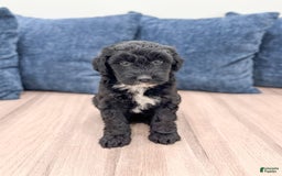 Mini Aussiedoodle dogs for sale: Shadow - Image 3