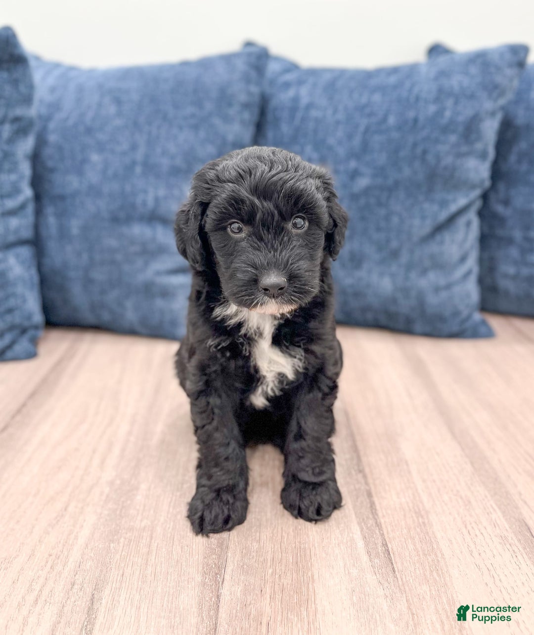 Mini Aussiedoodle dogs for sale: Shadow - Image 3