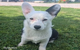 Welsh Corgi Pembroke dogs for sale: Princess - Image 1