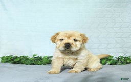 Mini Hippo dogs for sale: Brinley - Image 7