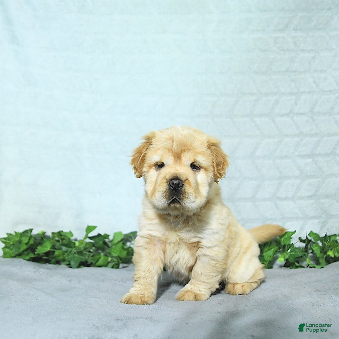 Mini Hippo dogs for sale: Brinley - Image 7