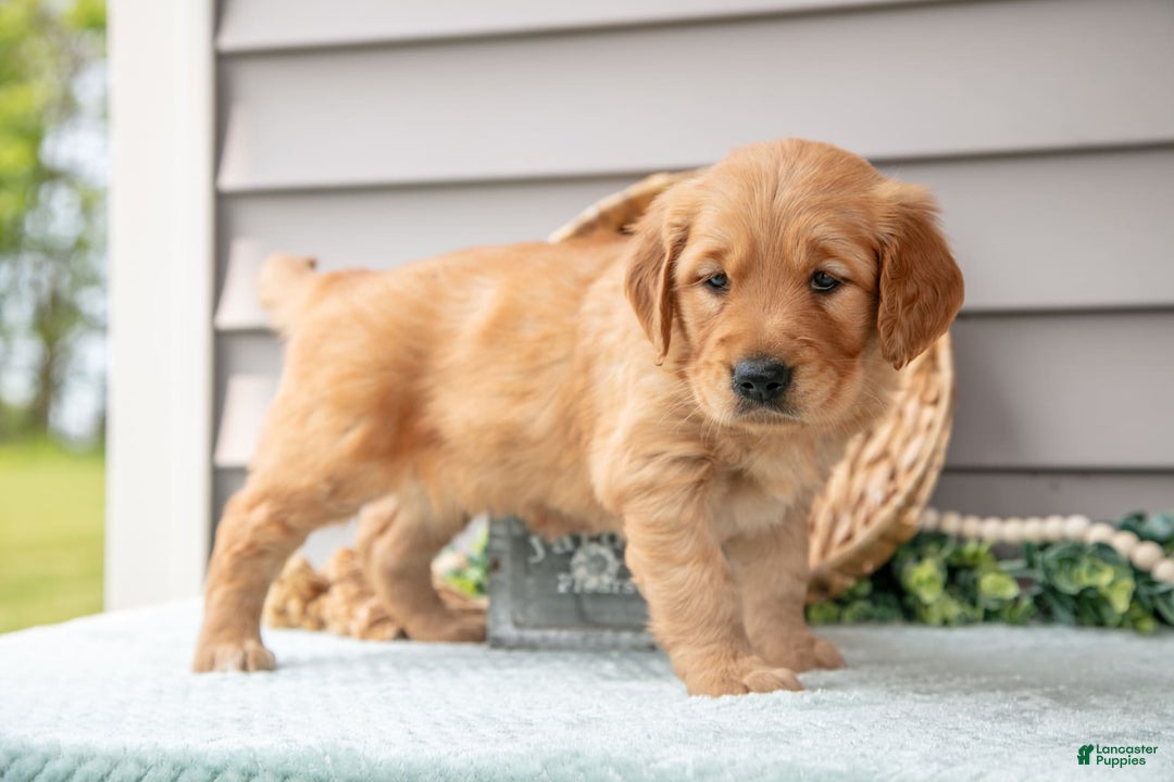 Golden Retriever dogs for sale: Nina - Image 4