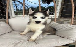 Siberian Husky dogs for sale: Bruno - Image 12